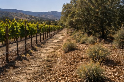 Cleared fuel break through vineyard rows
